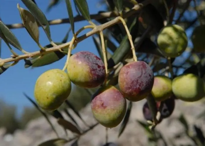 Violic Apartamento *